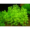 Lysimachia nummularia Aurea