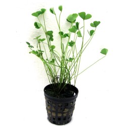 Marsilea hirsuta
