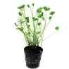 Marsilea hirsuta