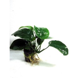Anubias barteri var barteri