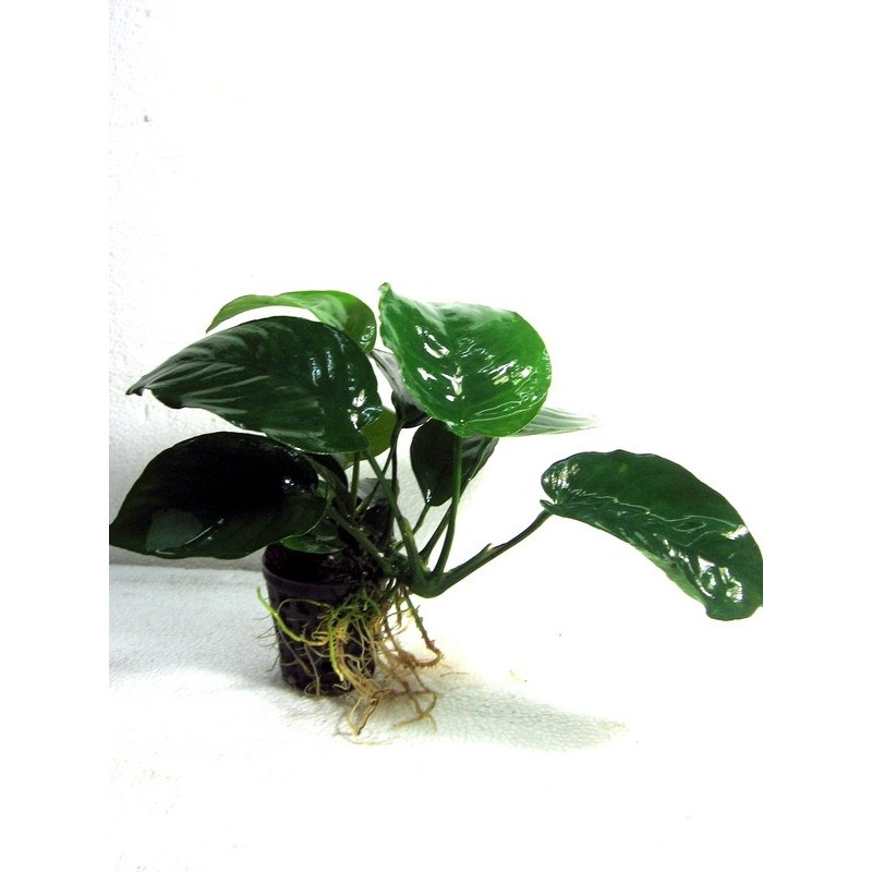 Anubias barteri var barteri Anubias barteri var barteri