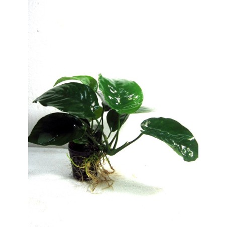 Anubias barteri var barteri