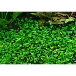 Marsilea hirsuta