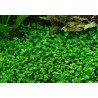 Marsilea hirsuta