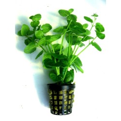 Micromeria brownei