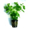 Micromeria brownei