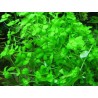 Micromeria brownei