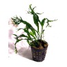 Microsorum  windelov