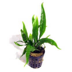 Microsorum pteropus