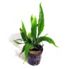 Microsorum pteropus