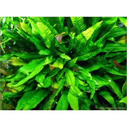 Microsorum pteropus