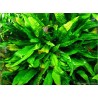 Microsorum pteropus
