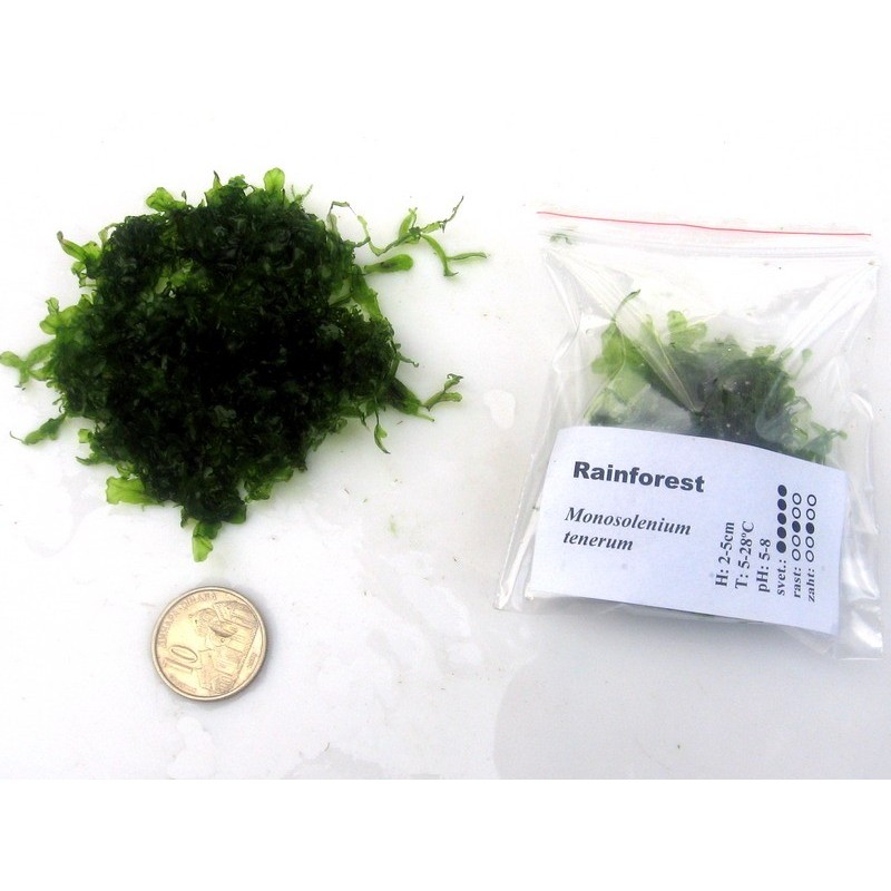 Monoselenium tenerum