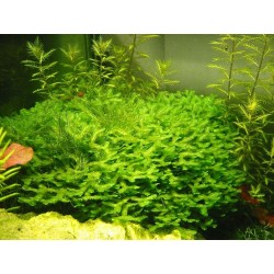Monoselenium tenerum