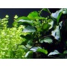 Anubias barteri var barteri