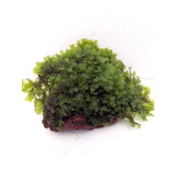 Monosolenium tenerum na lava kamenu