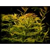 Myriophyllum aquaticum
