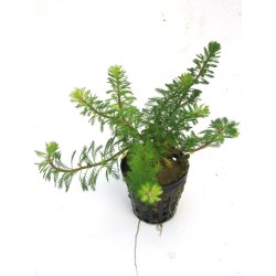 Myriophyllum brasiliensis