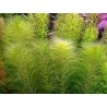 Myriophyllum brasiliensis