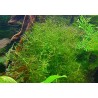 Najas guadalupensis