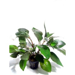 Nomaphila stricta