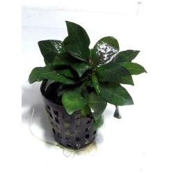 Nomaphila stricta compact
