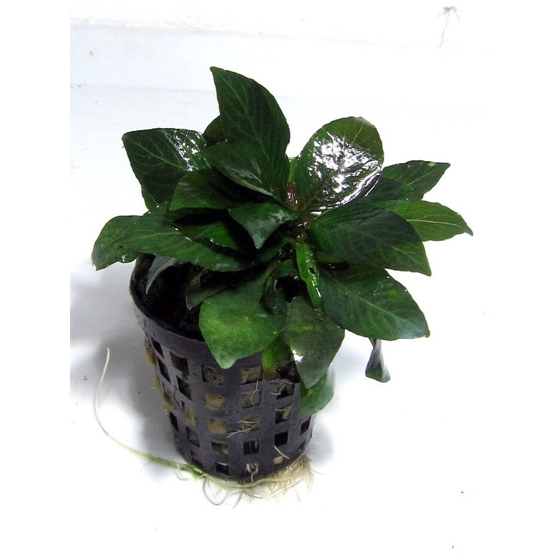 Nomaphila stricta compact