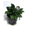 Nomaphila stricta compact