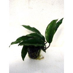 Anubias barteri var glabra