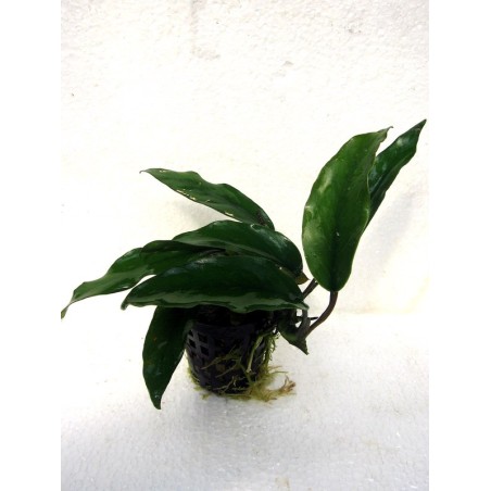 Anubias barteri var glabra