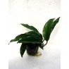 Anubias barteri var glabra