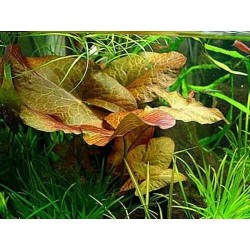 Nymphaea lotus red lukovica