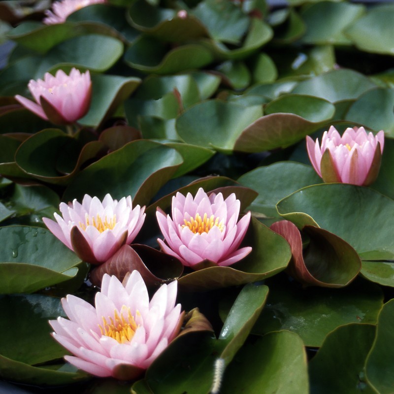 Nymphaea Pink Beauty