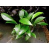 Anubias barteri var glabra