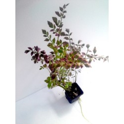 Oenanthe fistulosa Flamingo