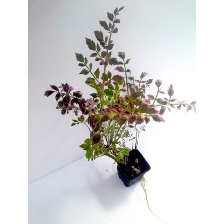 Oenanthe fistulosa Flamingo