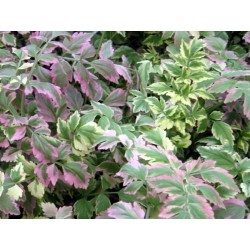 Oenanthe fistulosa Flamingo