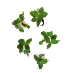 Phyllanthus fluitans
