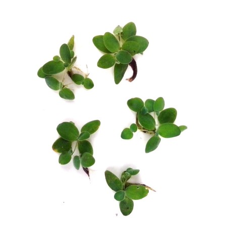 Phyllanthus fluitans