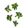 Phyllanthus fluitans