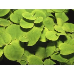 Phyllanthus fluitans