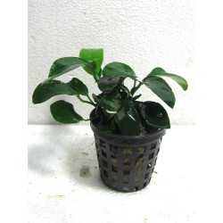 Anubias barteri var nana