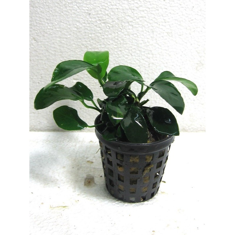 Anubias barteri var nana Anubias barteri var nana