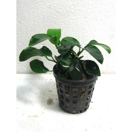 Anubias barteri var nana