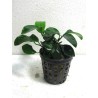 Anubias barteri var nana