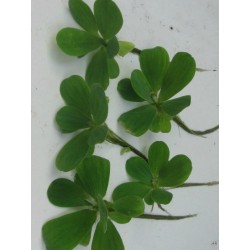Pistia stratiotes