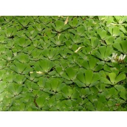 Pistia stratiotes
