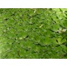 Pistia stratiotes