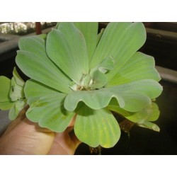 Pistia stratiotes xl