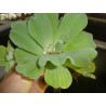 Pistia stratiotes xl